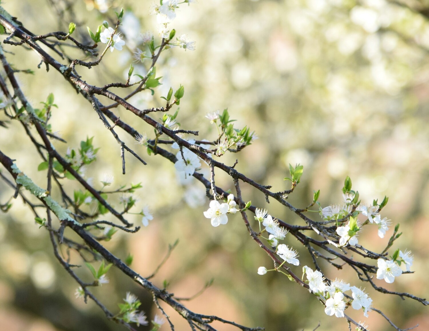 Пролетно равноденствие: Цъфнало дръвче