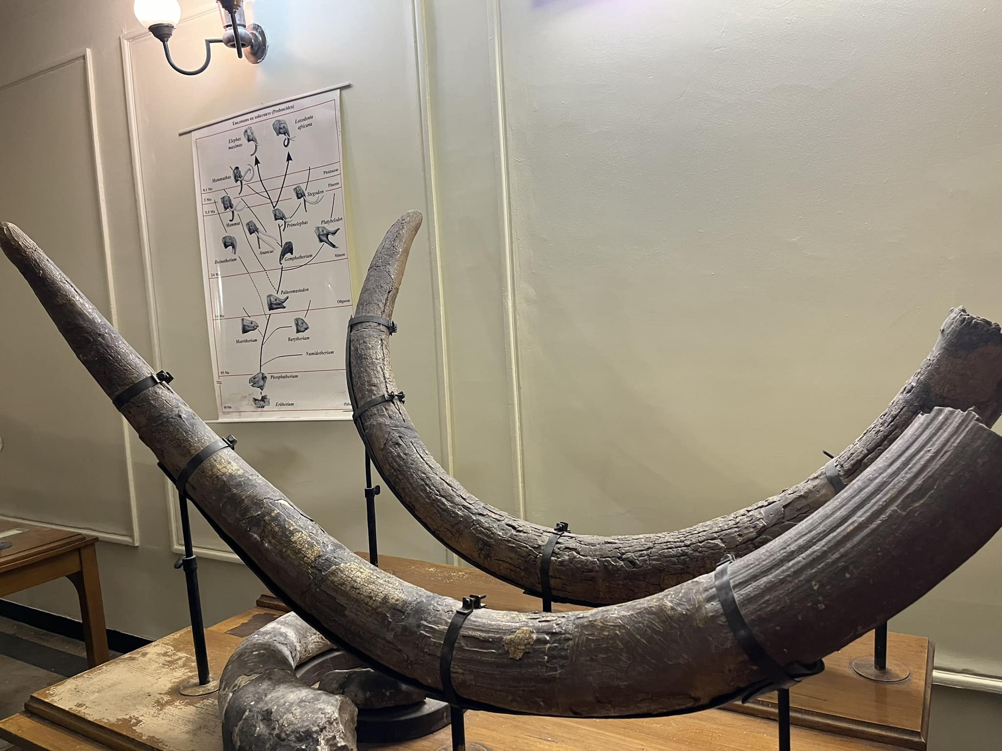 Експонат в Музея по палеонтология