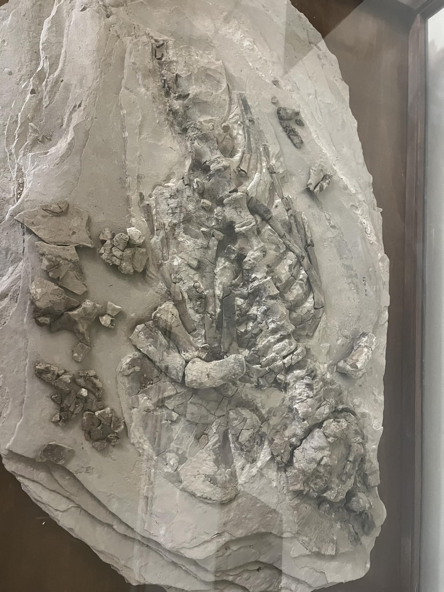Експонат в Музея по палеонтология 