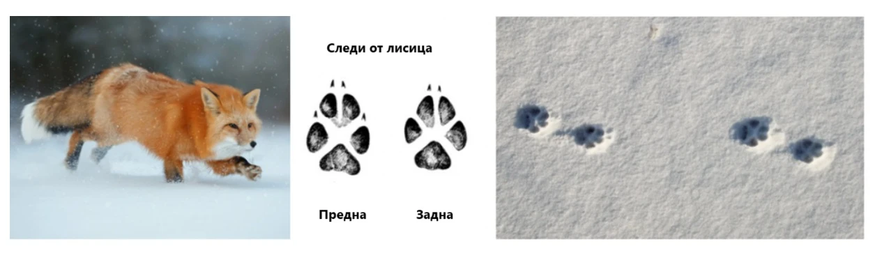 Следи от лисица