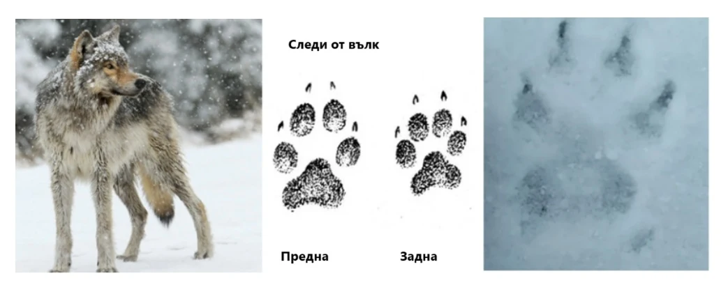 Следи от вълк