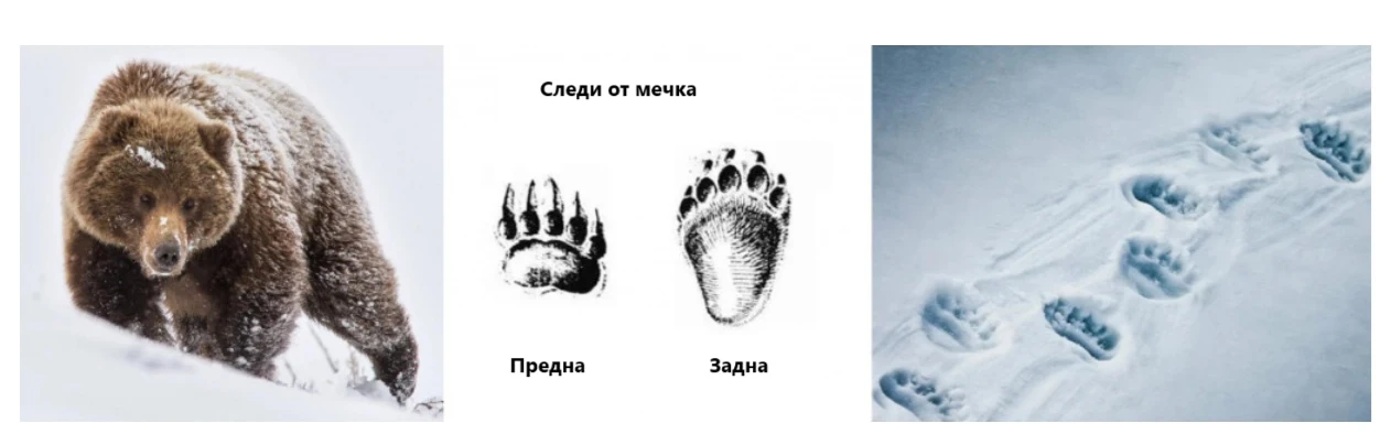 Следи от мечка