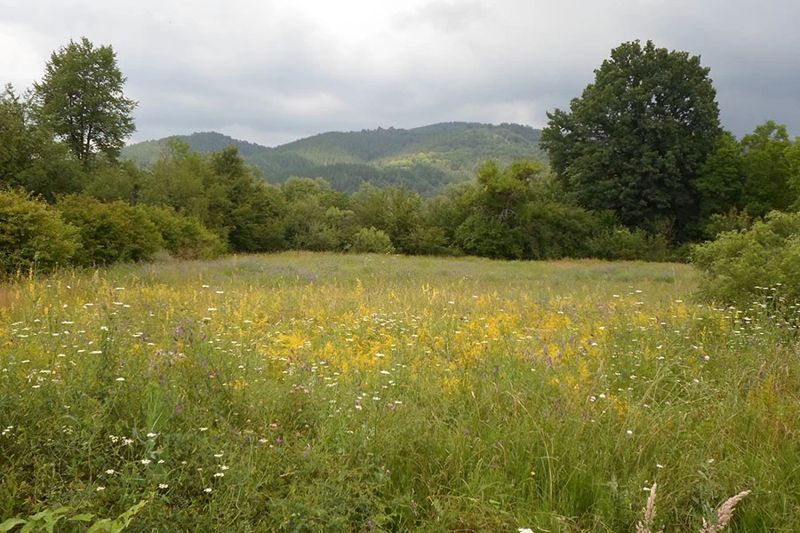 Биопрограма
