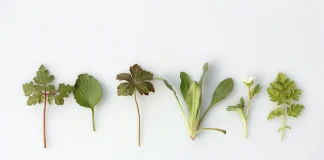 Билките и техните полезни свойства