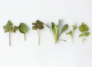 Билките и техните полезни свойства