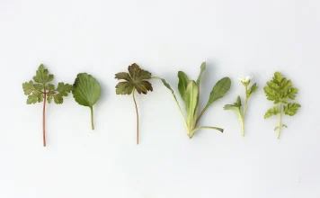 Билките и техните полезни свойства: Детокс Билките и техните полезни свойства