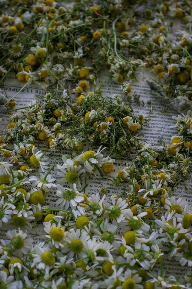 Лайка (Matricaria chamomilla)