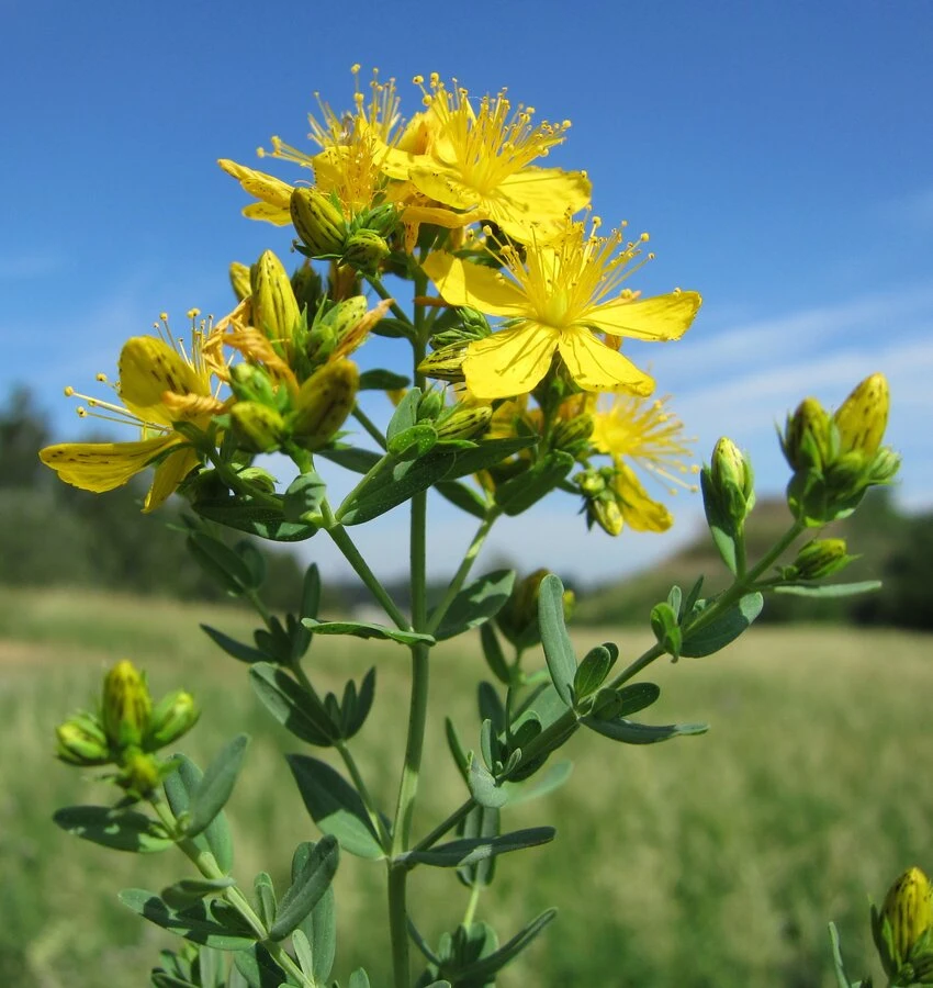 Жълт кантарион (Hypericum perforatum)