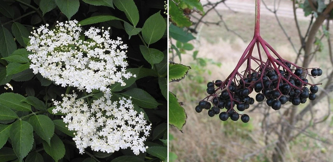 Бъз (Sambucus nigra)