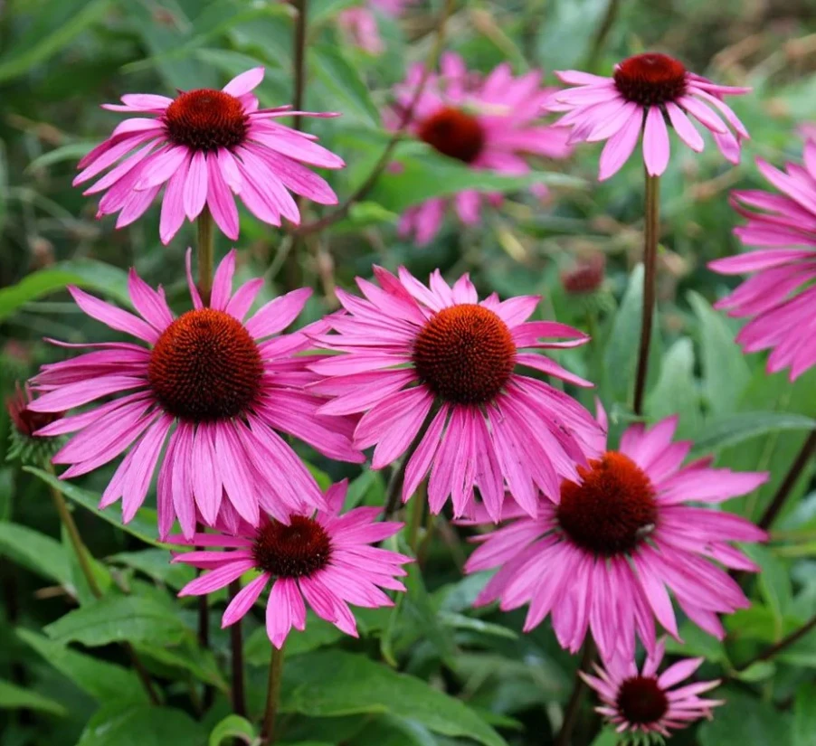 Ехинацея (Echinacea purpurea)