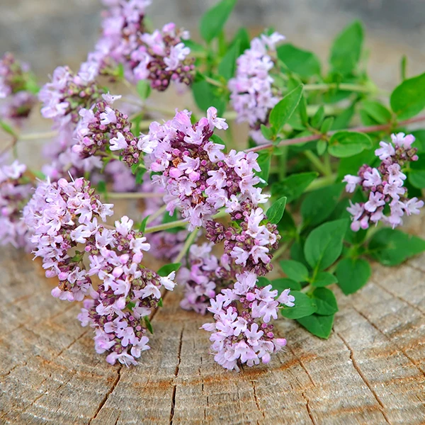 Риган (Origanum vulgare)