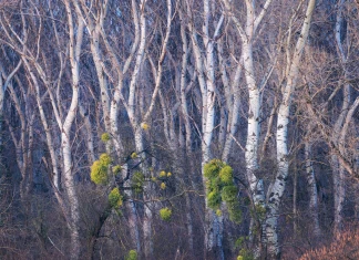 Конкурс Natural Landscape Photography Awards 2025